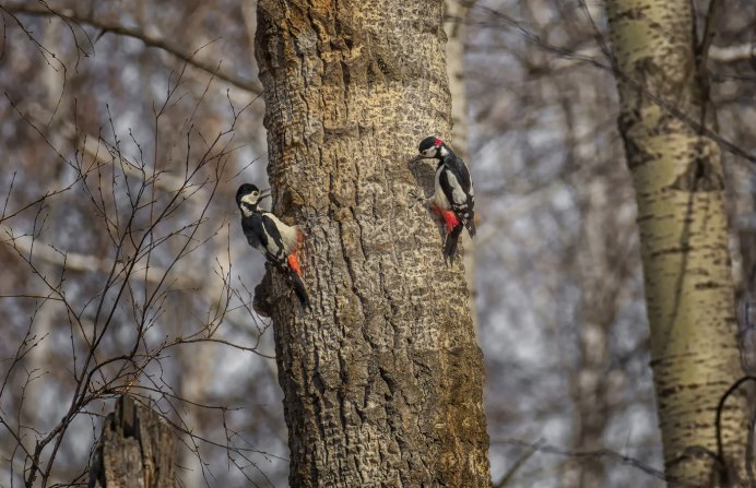 Малый пестрый дятел самка