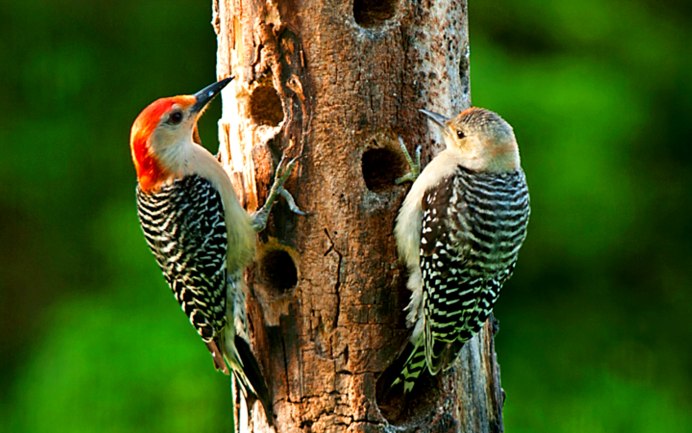 Дятел пестрый гермафродит