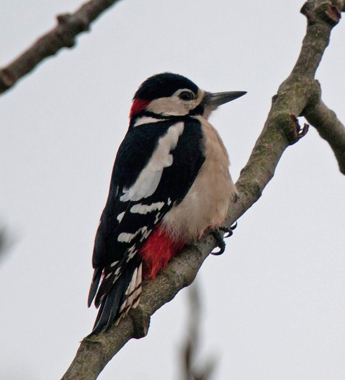 Гнезда белоспинного дятла