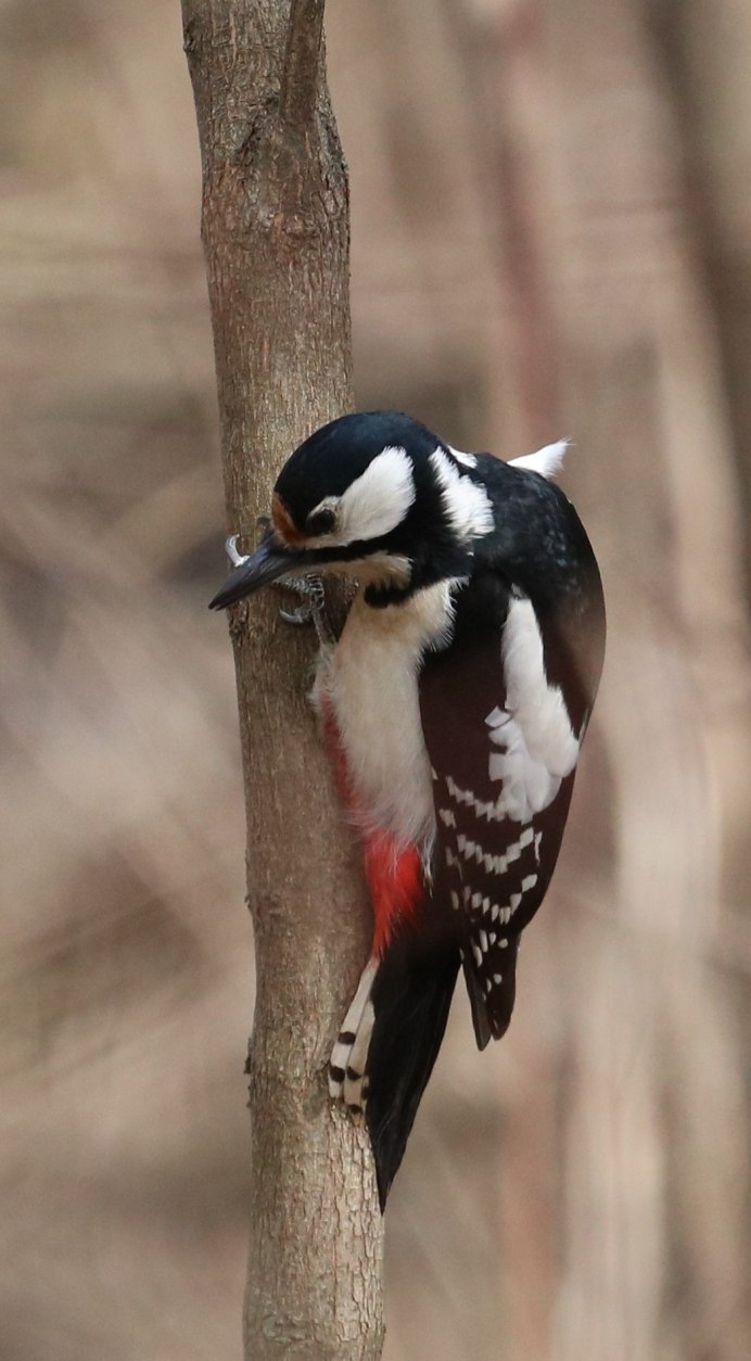 Дятел Якутии