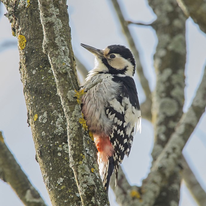Желна дятел самка