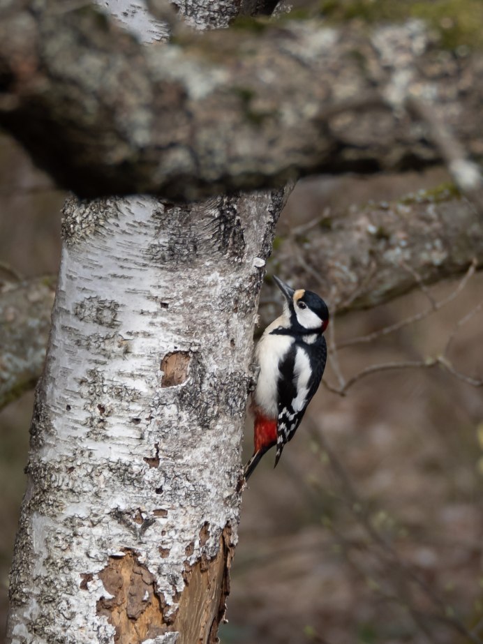 Белоспинный дятел самец