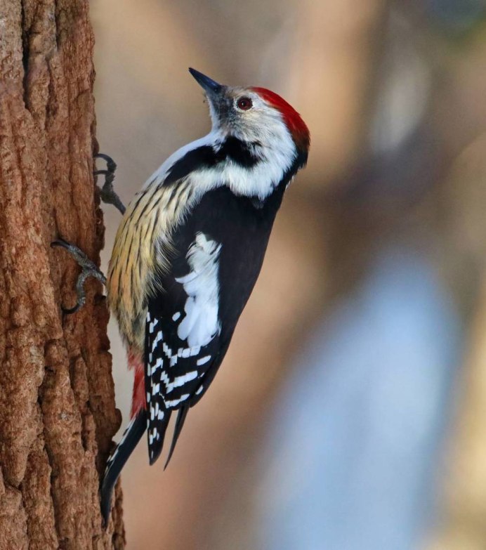 Пестрый дятел Амурская область