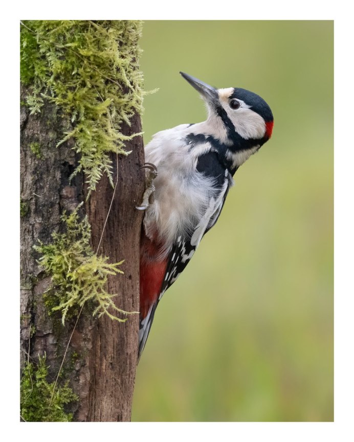 Желтогрудый дятел