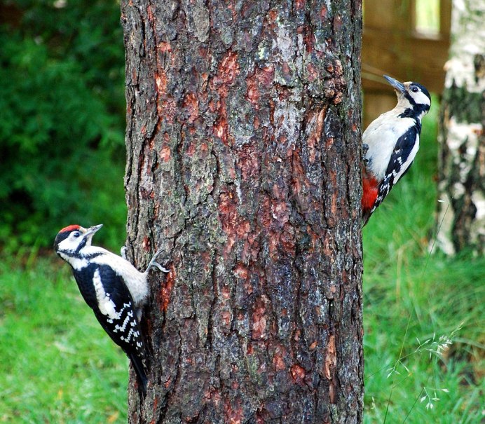 Дятел Википедия