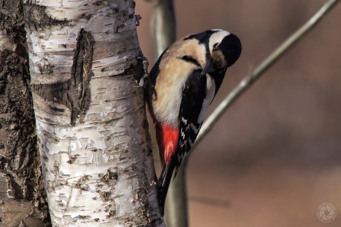 Пестрый дятел самка