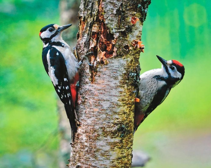 Большой пёстрый дятел