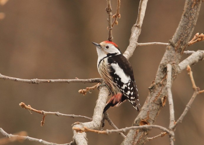 Большой пестрый дятел самец