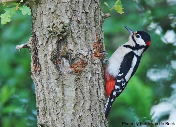 Большой пестрый дятел интересные факты для детей