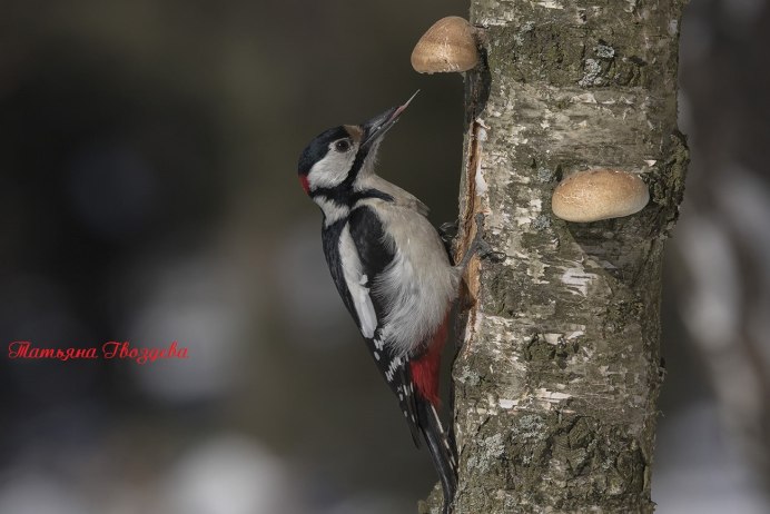 Дятел обитающий в Республике Башкортостан