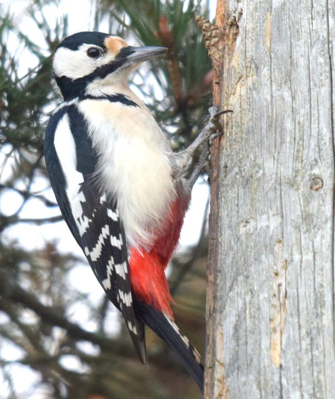 Melanerpes carolinus