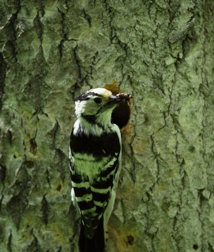 Удмурты праздник дятла