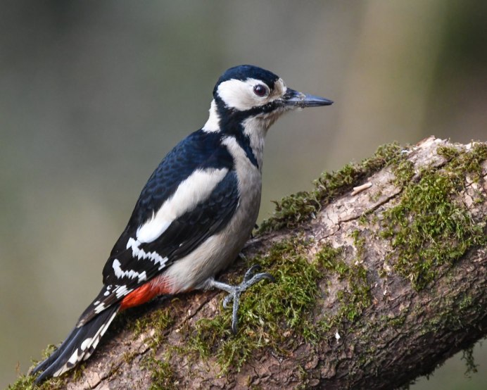 Малый пестрый дятел самка