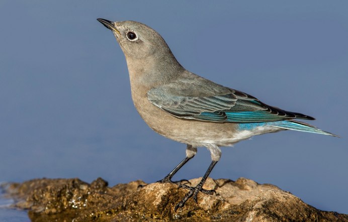 Певчий Дрозд небольшая