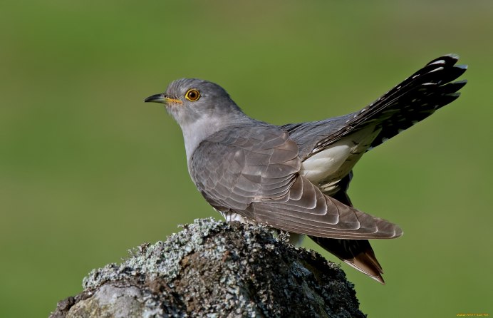 Сойка европейская