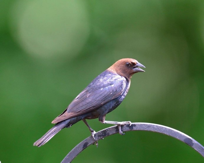 Рыжеголовая Сойка