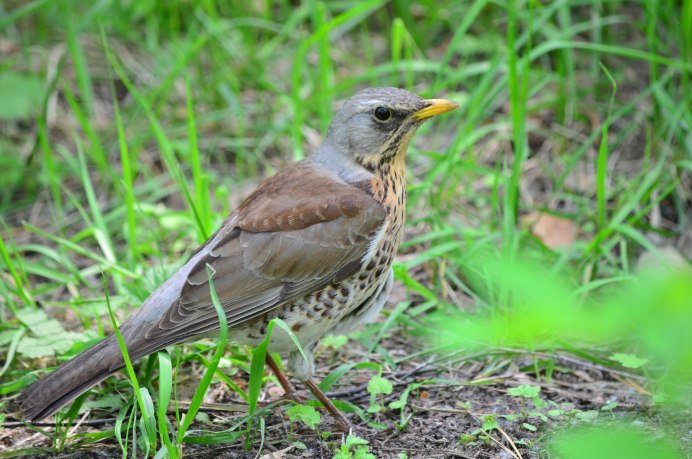 Птица с коричневой спинкой