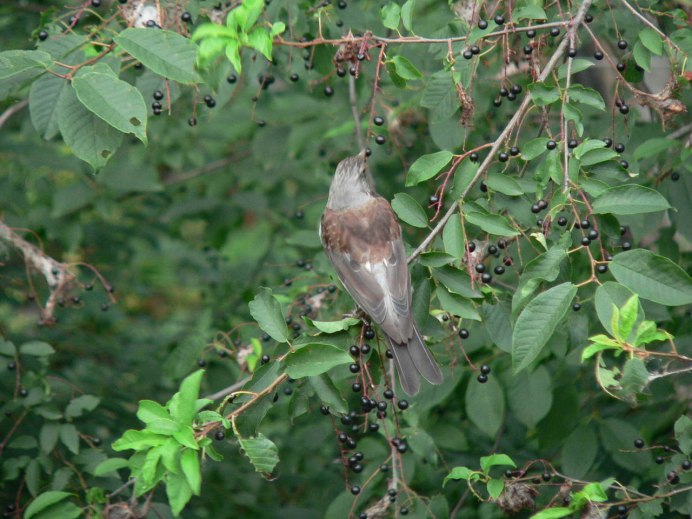 Птичка сиалия