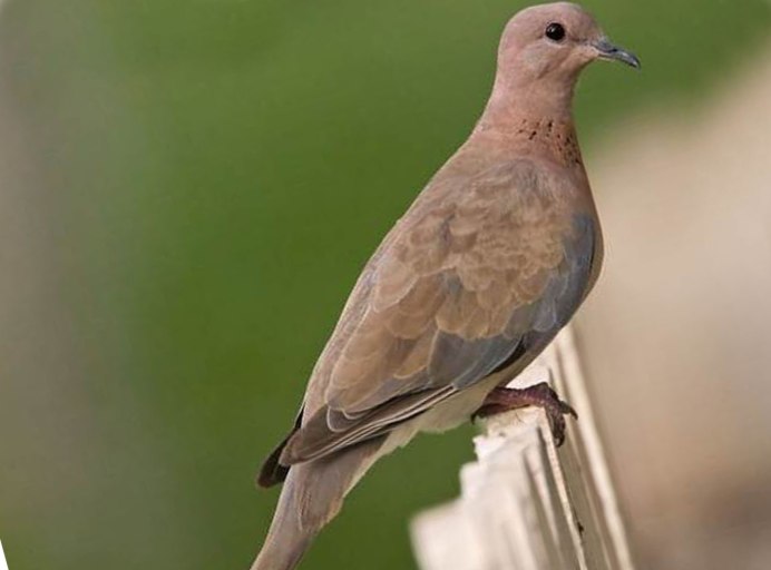 Горлица бурая