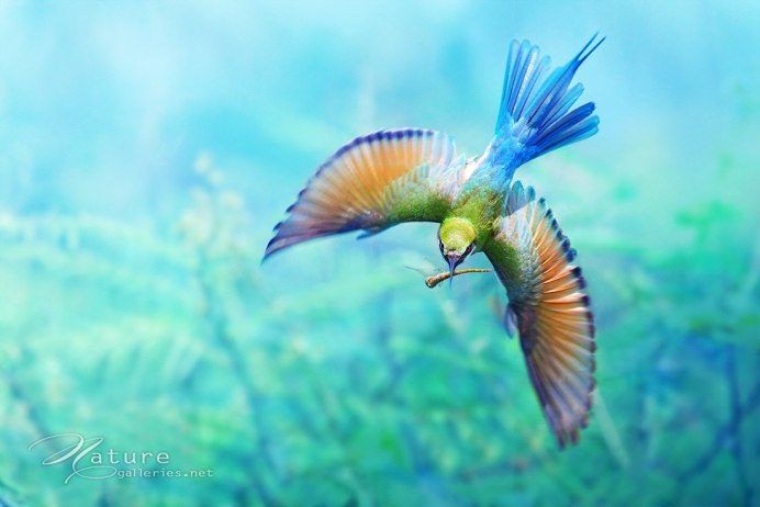 Paradisaea Guilielmi