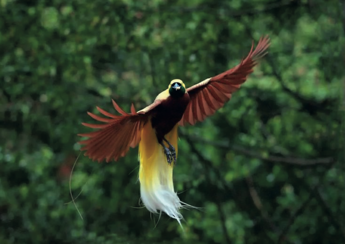 Райская танагра птица