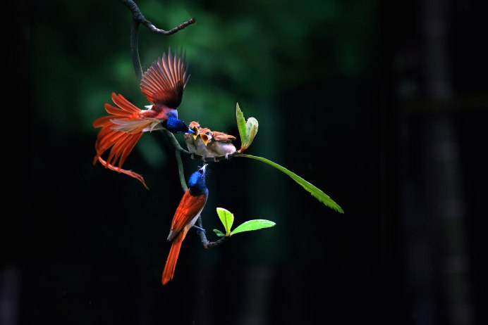 Птица гоацин гнездо