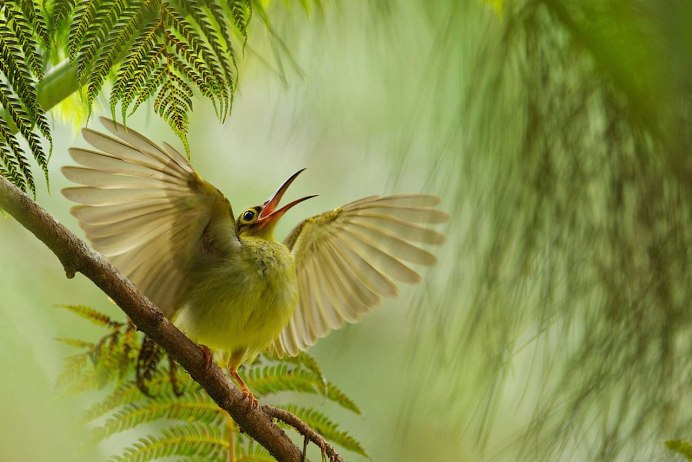 Экзотические птицы Колибри