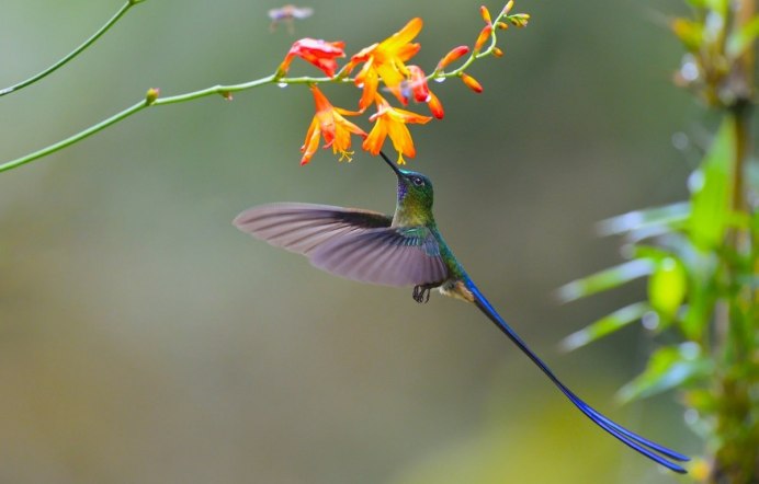 Птица с золотым оперением