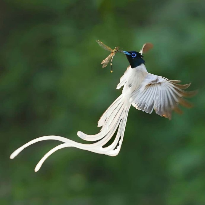 Колибри птица