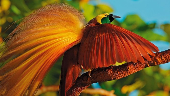 Райская мухоловка птица