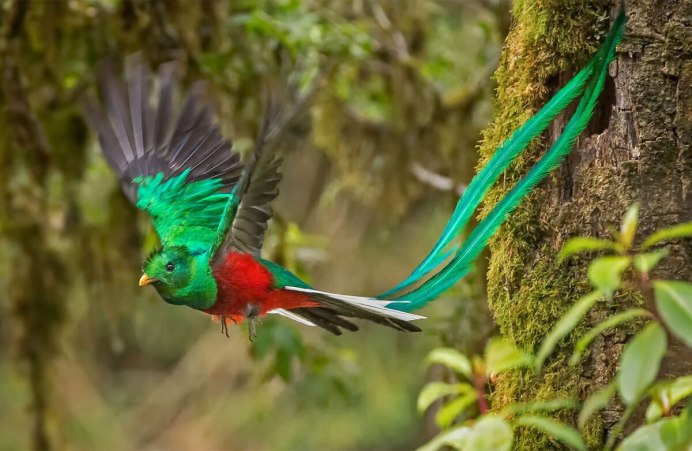 Гибискус и Колибри