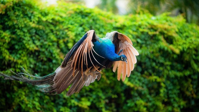 Полет павлина