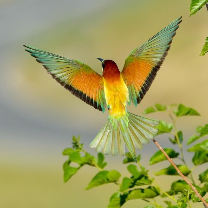 Павлин Райская птица