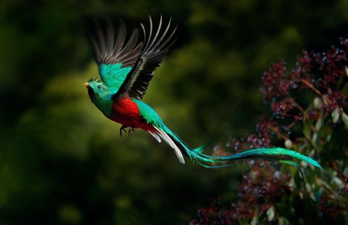 Павлины летают