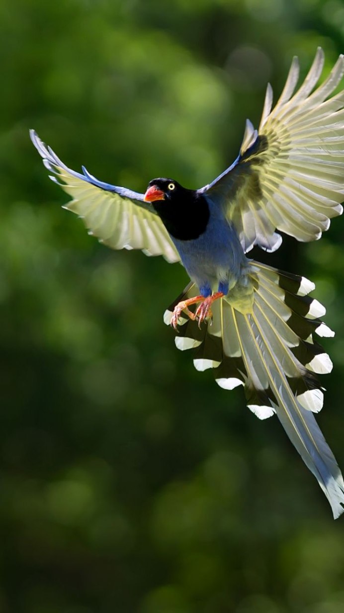 Красивые птицы