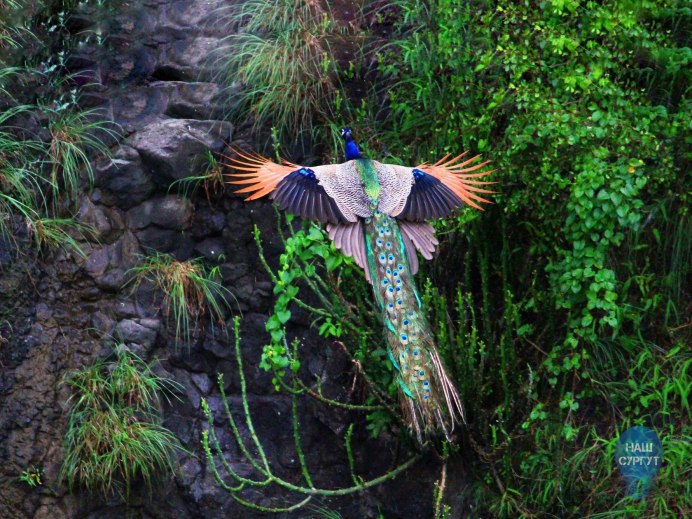 Райская мухоловка птенец