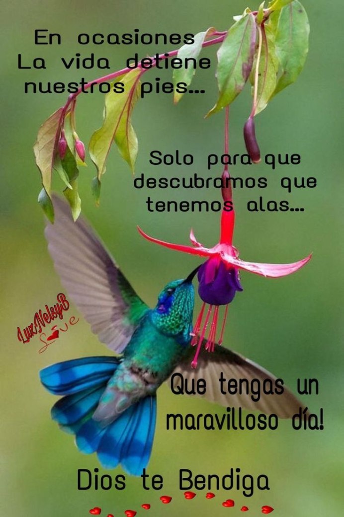 Гольдиева Райская птица