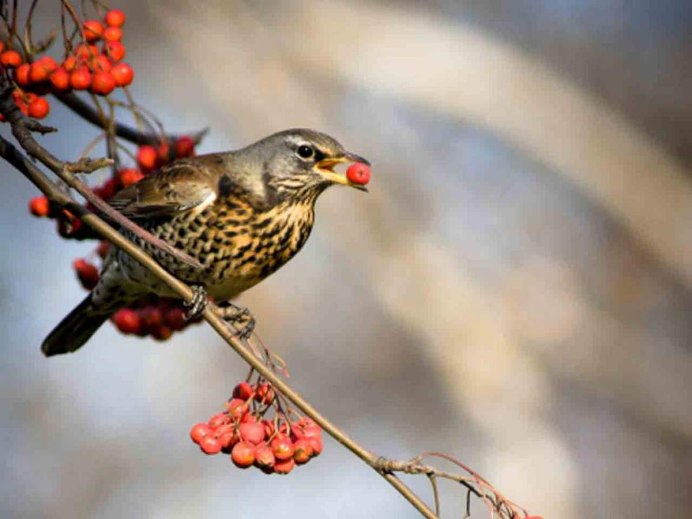 Рябиновый Дрозд Дрозд рябинник