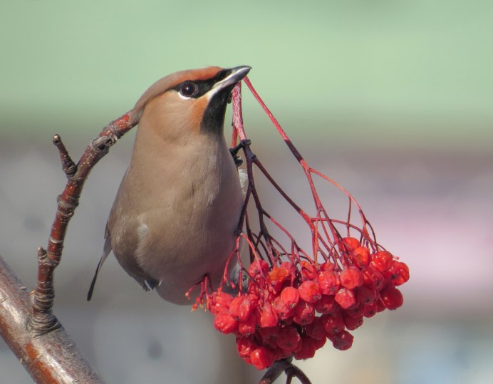 Кокон на рябине