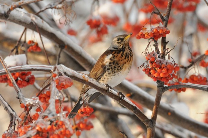 Пернатый любитель яблок