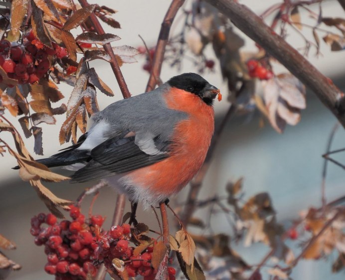 Дрозд рябина рябина рябинник