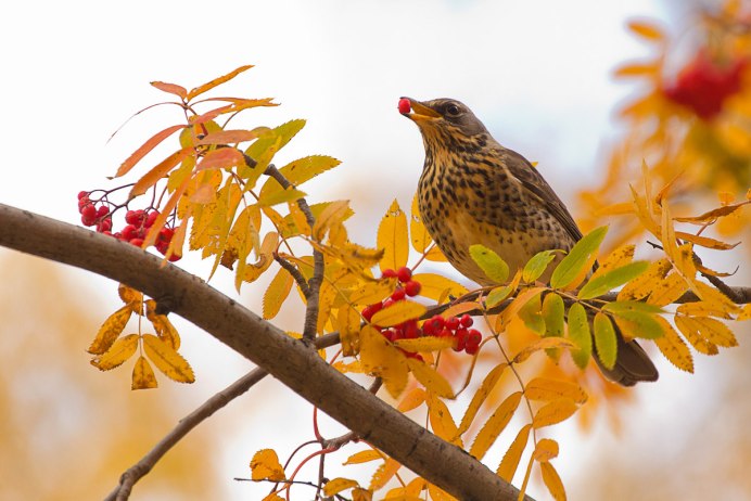 Свиристель на рябине