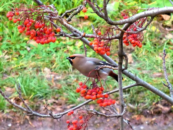Щур, Реполов