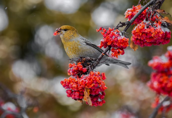 Свиристель на рябине