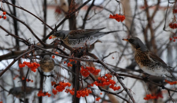 Птичьей кладовой рябина