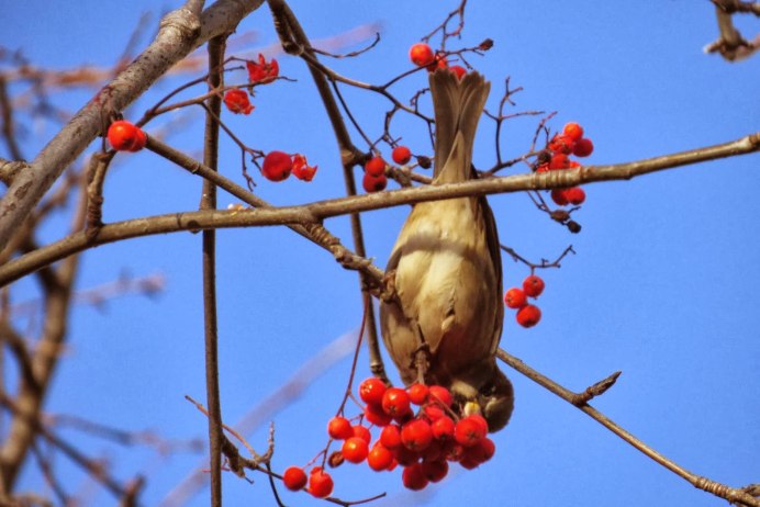 Зимние птицы свиристель и Снегири
