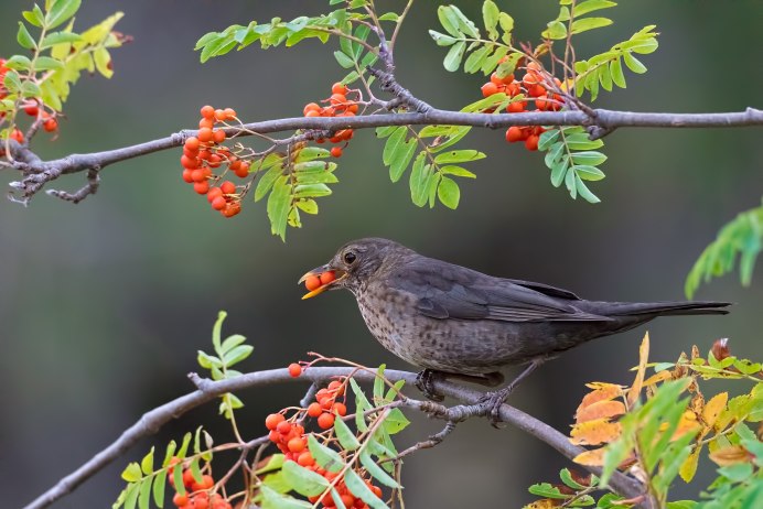 Снегирь фото
