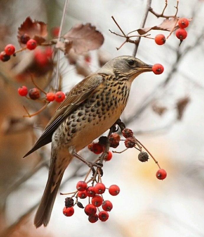 Дрозды-рябинники улетают на Юг
