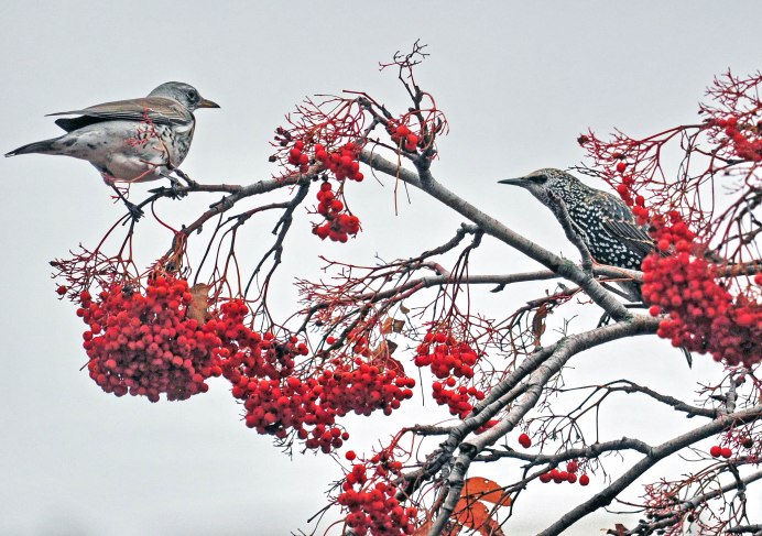 Осень птицы стаями на деревьях