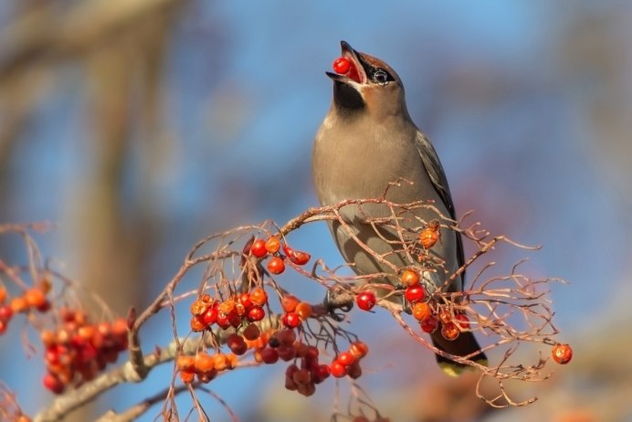 Свирестельки осенние свиристельки